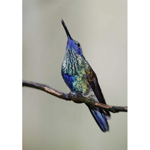 Ecuador Sparkling violet-ear hummingbird sings